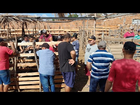 Feira do Gado do povoado Patos,em Frei Miguelinho Pernambuco 29/11/2025 $$