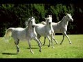 Andrew Bird - Three White Horses 2012