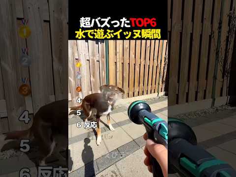 水で遊ぶ犬の瞬間Top6
