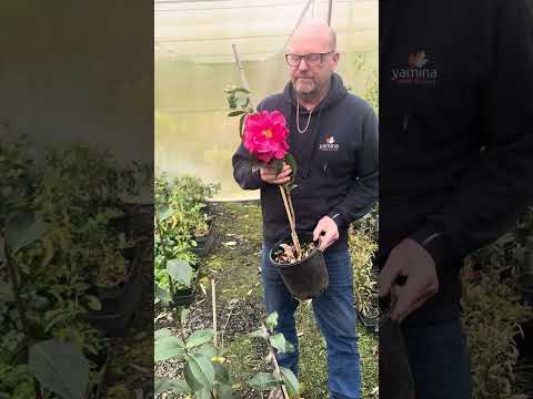 Camellia reticulata … Giant beautiful flowers 