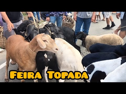 ANIMAIS NO PREÇO É NA FEIRA DE ANIMAIS DE UMBUZEIRO PARAÍBA 06/03/2026 
