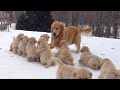 Golden Retriever Plays With Her Puppies Puppy Pile