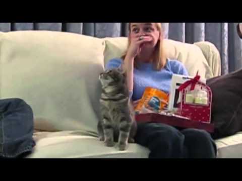 Beszari macskák, Nevetés garantált