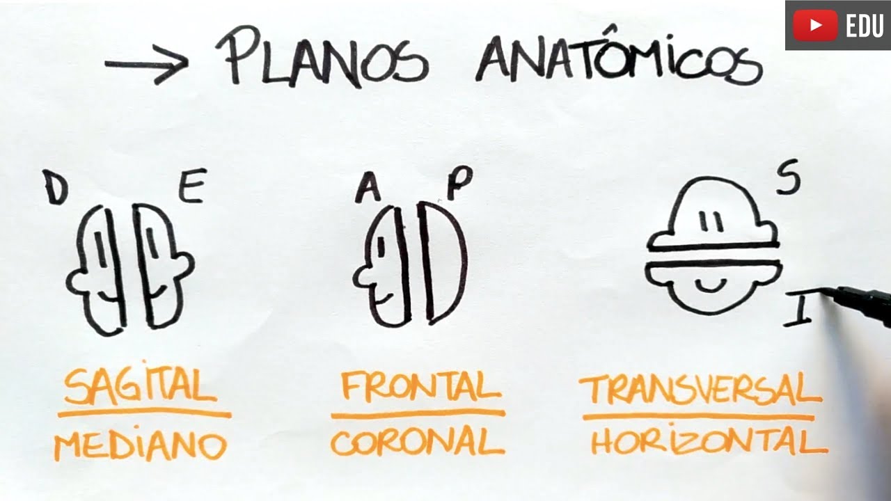 Anatomia em 1 minuto: Planos Anatômicos | Anatomia e etc