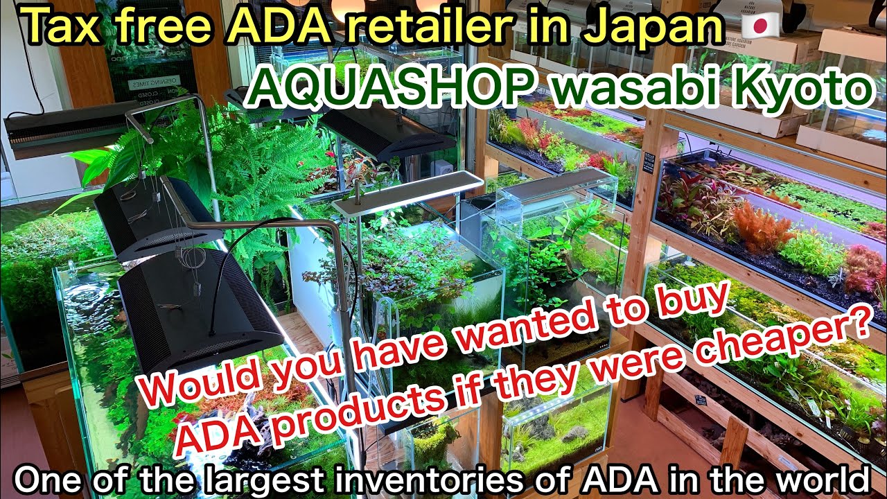 【ADA Duty Free Shop】AQUASHOP wasabi in Kyoto Japan Nature Aquarium,aquascaping,aquascape,IAPLC,dooa