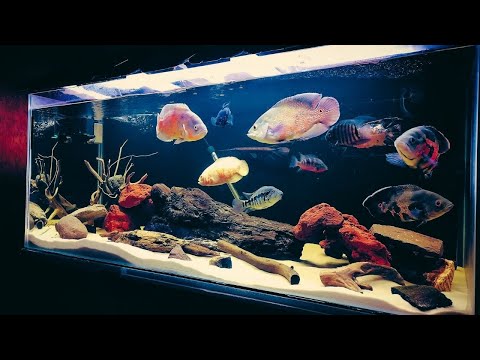 Top 7 Beautiful Oscar Aquarium | Best Oscar Cichlids Tank Setup