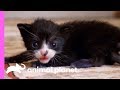 Tiny Tuxedo Cat Oreo Looks For A New Mother Too Cute
