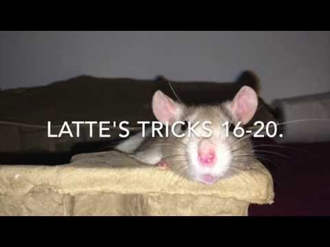 Rat Tricks - Latte's Tricks #16-20