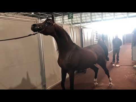 QAIS AL USOOL. FADI AL SHAQAB & LAILA BT SHAIKIRA