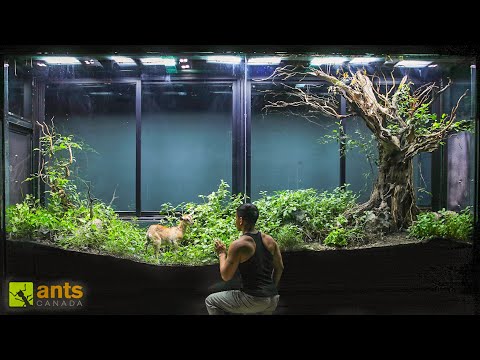 I Added a Baby Goat Into My Giant Grassland Vivarium