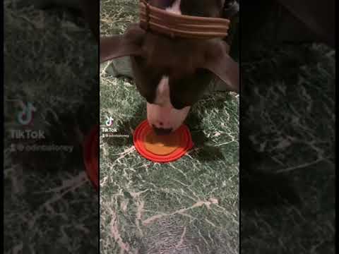 odin in squid game ft angel #dog #squidgame #cute #tiktok #shorts #pitbull #pets