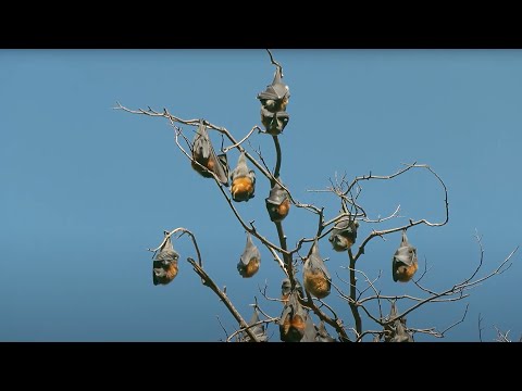 Grey-Headed Flying-Foxes - Outdoors Indoors