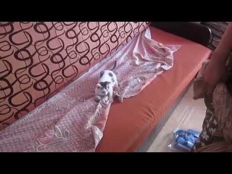 Akshara Playing with Spitzy