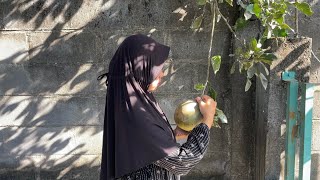 Download lagu Petik Jeruk Bali (Pomelo), Ambil Singkong (Cassava) buat “Tela-tela” mp3