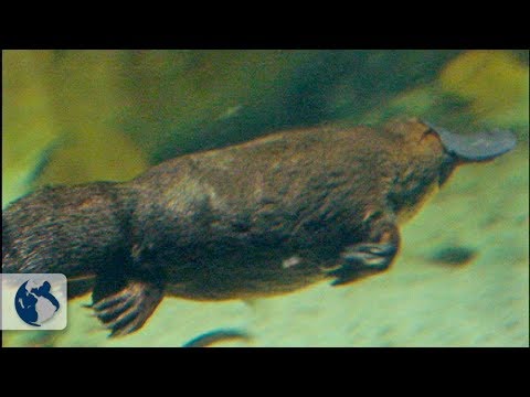 Dinosaur´s living descendants. Documentary part 4