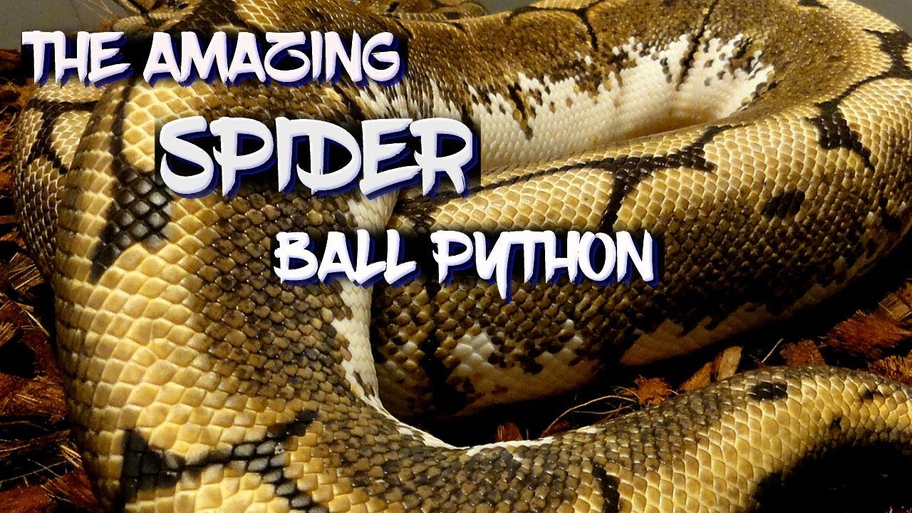 The Amazing Spider Ball Python!