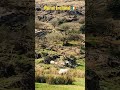Ireland Mountains Sheep Wildatlanticway Rugged Grass Tree Nature