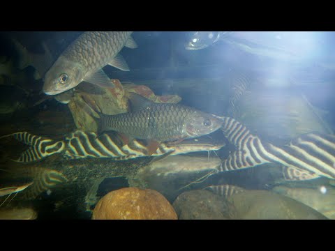 Hampala barb aka H. macrolepidota or jungle perch, 16"/40cm 4yo - mahseer-like predatory carp