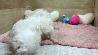 マルチーズの動画01