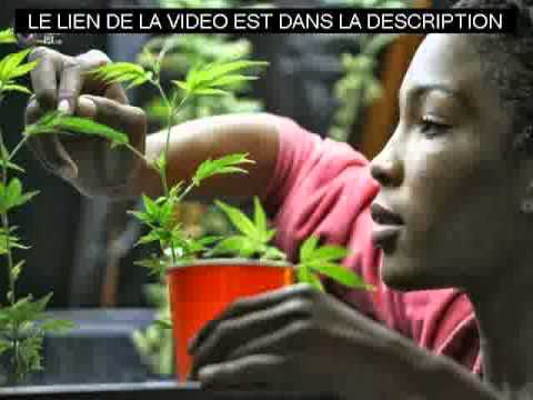 comment trouver du cannabis