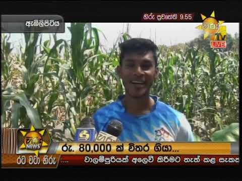 Hiru News 9.55 PM | 2019-01-24