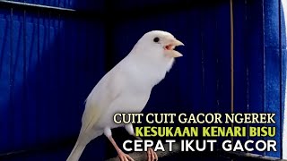 Download lagu kenari gacor panjang Cuit Cuit EMOSI, Pancingan Kenari Paud Belajar Bunyi, terapi AMPUH Kenari MACET mp3