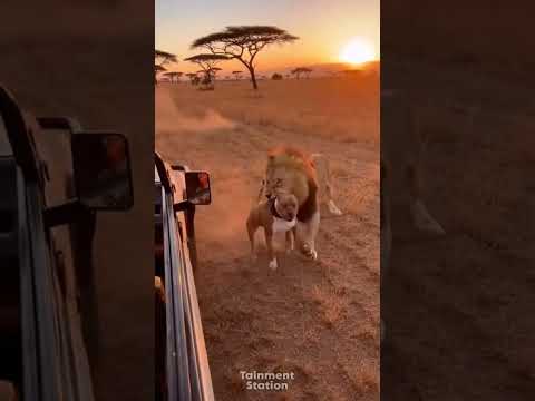 Lion V/S Pitbull Most Shocking Moments #viralshorts​ #viralytshorts​ #shorts​ #animalshorts​ #ytshor