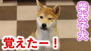 柴犬の子犬の勘助、ついにアレを覚えた！！