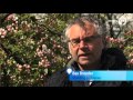 Fruitbomen in Nijmegen als wapen tegen de verstening