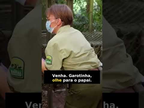 O teste de confiança extrema: o que esse peixe-boi teve que suportar? #shorts