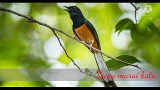 Download lagu Nada Dering KICAU Burung Murai Batu mp3