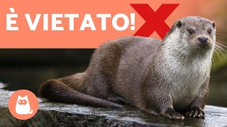 LONTRA come ANIMALE DOMESTICO ❌ NO! Ed ecco perché