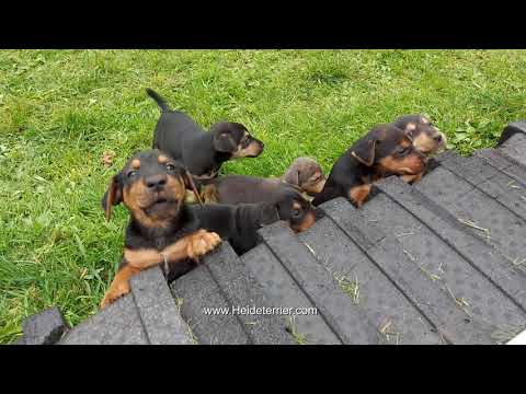 Heideterrier Welpen von der Lönsmeute /  Hilde x Aaron / 2021 / Saujagd Drückjagd Hundemeute