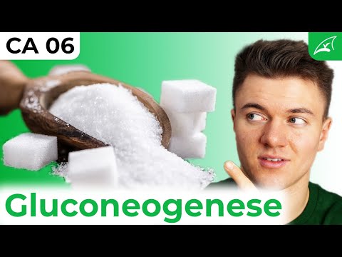 Gluconeogenesis - simply explained! // Process, energy balance, regulation...