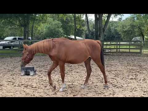 Raphael ESH - 2020 Oldenburg Gelding - Rotspon/Weltmeyer