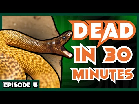 The WORLD'S MOST VENOMOUS Snake | Venom Diaries