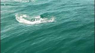 preview picture of video 'Дельфин охотится на рыбу - Донузлав'