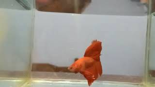 Download lagu 🔴 Halfmoon Story Wa 30 Detik (IKAN CUPANG HALFMOON) mp3