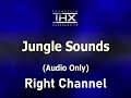 Jungle Sounds 5 1 THX Surround EX Audio Demonstration Right Channel