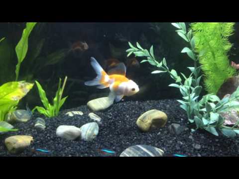 YouTube video about: Will goldfish eat other fish?