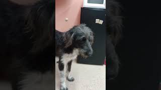 Video preview image #1 Aussie Siberian Puppy For Sale in York, SC, USA