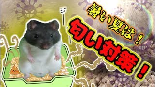 ファンシーラットのおしっこの臭い対策についての質問を動画にしてみた(ゆっくり実況音声あり)
