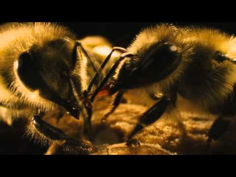 More Than Honey (2012)  Trailer