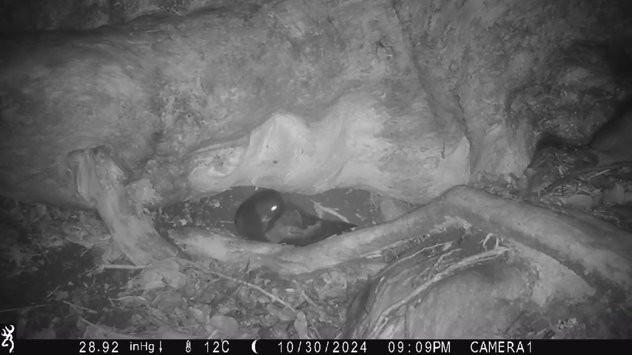 TĀKOKETAI NESTING 2024 thumbnail