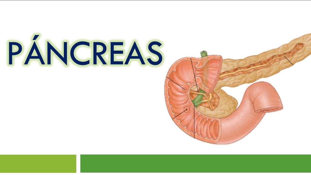 HISTOLOGÍA del PÁNCREAS