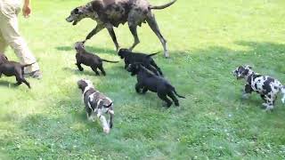 Great Dane Puppies For Sale