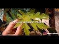 STORY WA KEREN 30 DETAIL VAASTE