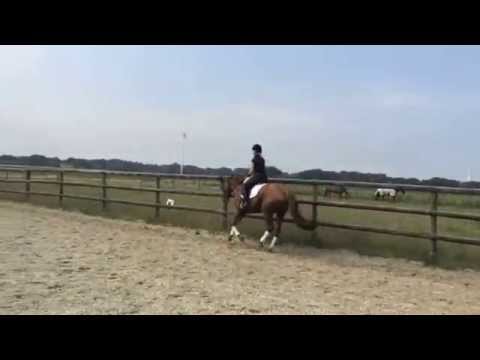 Ida, 4-jährige Stute v. Imperio/ Danone II/ Prince Thatch xx