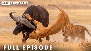 LIONS VS PREY | The Strongest LION PRIDE | FULL EPISODE | Wildlife Documentary