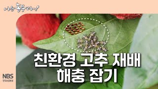 [나는농부다 313회] 친환경 고추 재배 해충 잡기